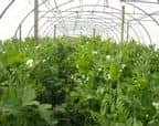 legumes